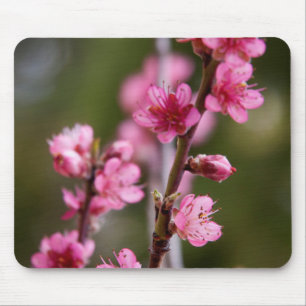 USA, Kalifornien. Rosa Blüten an einem Baum Mousepad