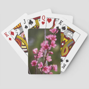 USA, Kalifornien. Rosa Blüten an einem Baum Spielkarten