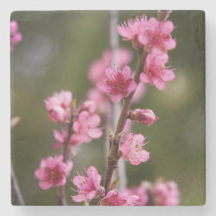USA, Kalifornien. Rosa Blüten an einem Baum Steinuntersetzer