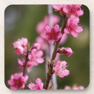 USA, Kalifornien. Rosa Blüten an einem Baum Untersetzer