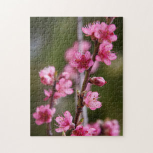 USA, Kalifornien. Rosa Blüten auf einem Baum