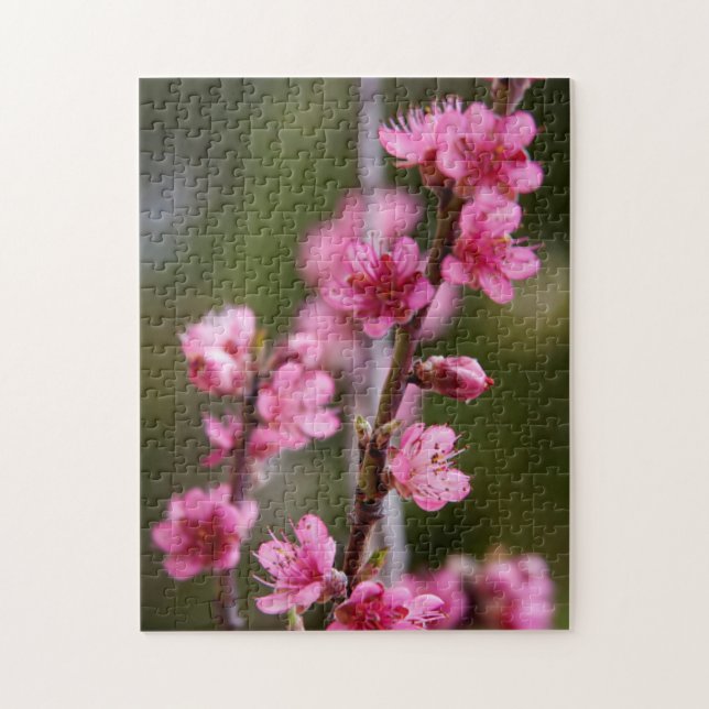 USA, Kalifornien. Rosa Blüten auf einem Baum (Vertikal)