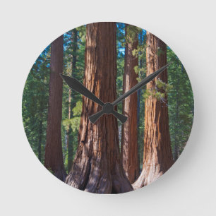 USA, Kalifornien. Rotholz-Baum-Stämme, Mariposa Runde Wanduhr