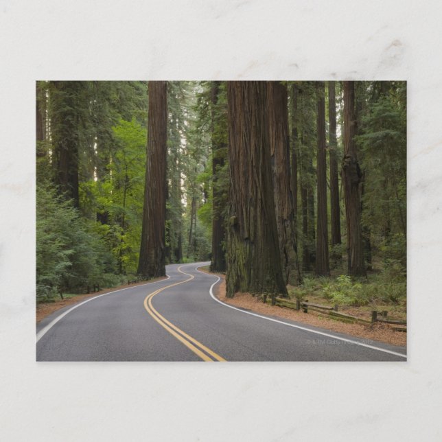 USA, Kalifornien, Straße durch Redwood-Wald Postkarte (Vorderseite)