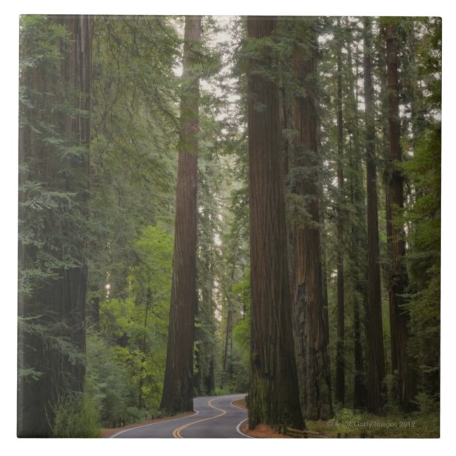 USA, Kalifornien, Straße durch Rotholzwald 2 Fliese (Vorderseite)