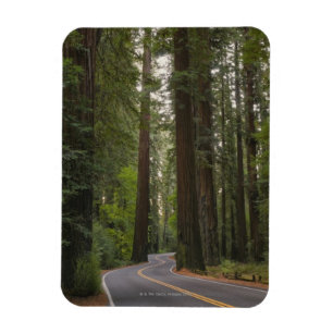 USA, Kalifornien, Straße durch Rotholzwald 2 Magnet