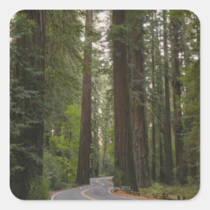 USA, Kalifornien, Straße durch Rotholzwald 2 Quadratischer Aufkleber