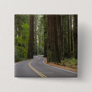 USA, Kalifornien, Straße durch Rotholzwald Button