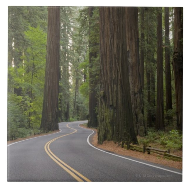 USA, Kalifornien, Straße durch Rotholzwald Fliese (Vorderseite)