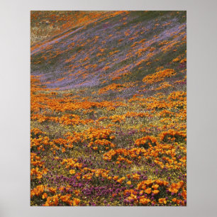 USA, Kalifornien, Tehachapi-Gebirge, 2 Poster