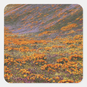 USA, Kalifornien, Tehachapi Mountains, 2 Quadratischer Aufkleber