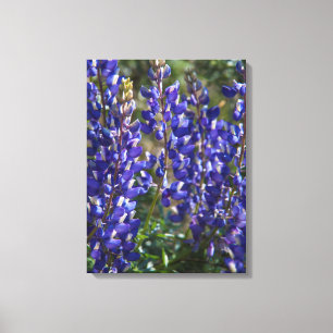 USA, Kalifornien. Wildblume blühen Nah Leinwanddruck