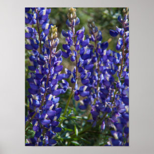 USA, Kalifornien. Wildblume blühen Nah Poster