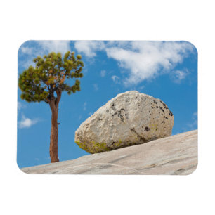 USA, Kalifornien, Yosemite-Nationalpark. Kiefer Magnet