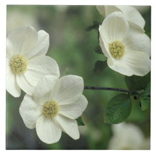 USA, Kalifornien, Yosemite NP, entlang Merced Fliese