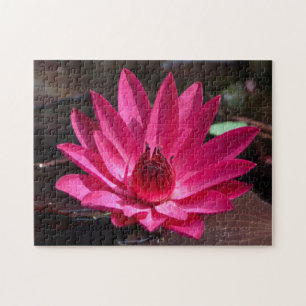 USA, Kansas, Bright Red Water Lilly