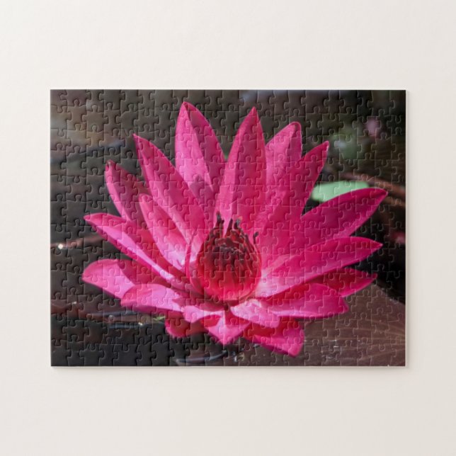 USA, Kansas, Bright Red Water Lilly (Horizontal)