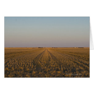 USA, Kansas, Feld
