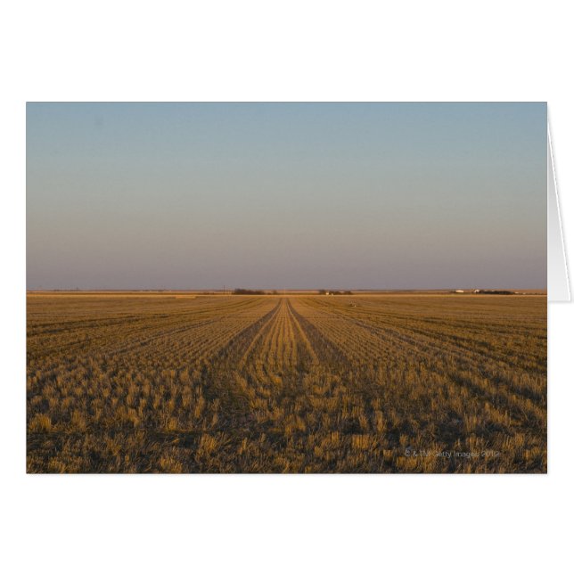 USA, Kansas, Feld (Vorderseite (Horizontal))