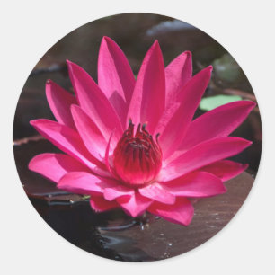 USA, Kansas, Helle Rote Wasserlilie Runder Aufkleber
