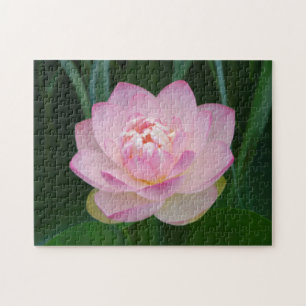 USA, Kansas, Pink Water Lilly