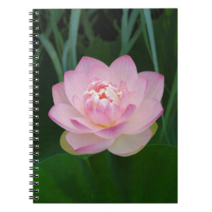 USA, Kansas, Pink Water Lilly Notizblock