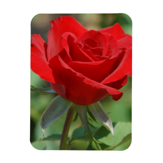 USA, Kansas, Red Rose Magnet (Vertikal)