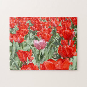 USA, Kansas, Red Tulips mit einem rosa Tulip