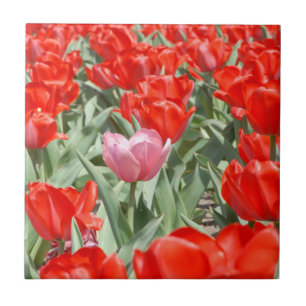 USA, Kansas, Red Tulips mit einem rosa Tulip Fliese