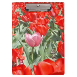 USA, Kansas, Red Tulips mit einem rosa Tulip Klemmbrett