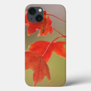 USA, Kansas, Rote Blätter im frühen Herbst Case-Mate iPhone Hülle