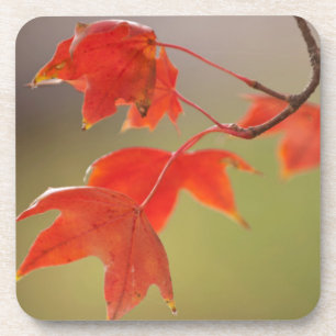 USA, Kansas, Rote Blätter im frühen Herbst Getränkeuntersetzer