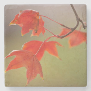 USA, Kansas, Rote Blätter im frühen Herbst Steinuntersetzer