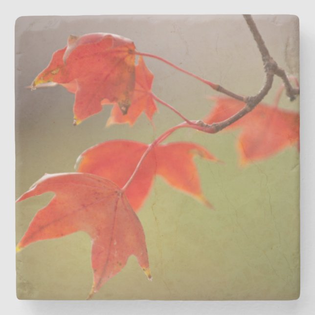 USA, Kansas, Rote Blätter im Frühfall Steinuntersetzer (Vorderseite)