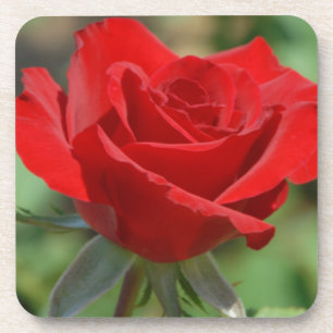 USA, Kansas, Rote Rose Untersetzer