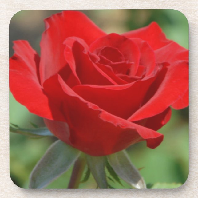 USA, Kansas, Rote Rose Untersetzer (Vorderseite)