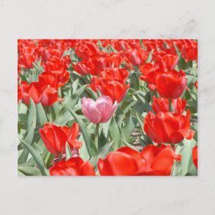 USA, Kansas, Rote Tulpen mit einem rosa Tulip Postkarte