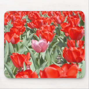 USA, Kansas, Rote Tulpen mit einer rosa Tulpe Mousepad