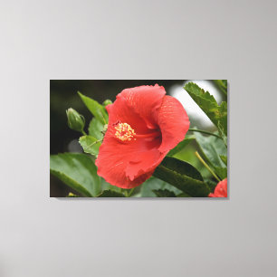 USA, Kansas, Roter Hibiskus Leinwanddruck