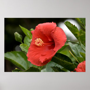 USA, Kansas, Roter Hibiskus Poster