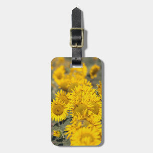 USA, Kansas. Sonnenblumen (Helianthus Annuus) Gepäckanhänger
