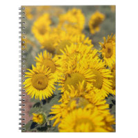 USA, Kansas. Sonnenblumen (Helianthus Annuus)