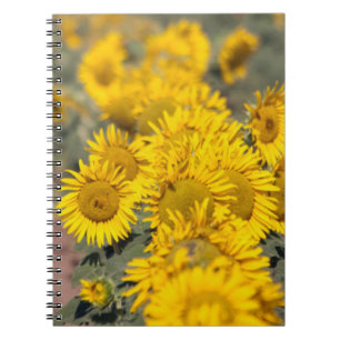 USA, Kansas. Sonnenblumen (Helianthus Annuus) Notizblock