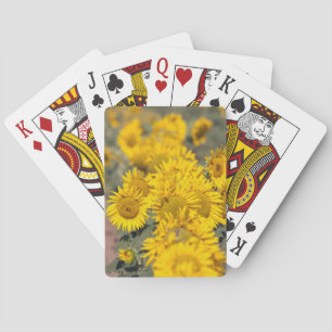 USA, Kansas. Sonnenblumen (Helianthus Annuus) Spielkarten