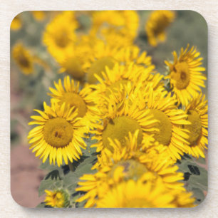 USA, Kansas. Sonnenblumen (Helianthus Annuus) Untersetzer