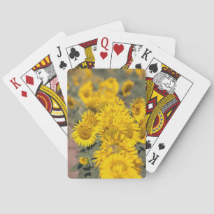 USA, Kansas. Sunflowers (Helianthus Annuus) Spielkarten