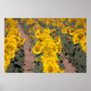 USA, Kansas. Sunflowers Poster