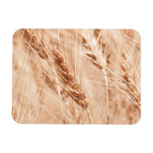 USA, Kansas, Weizen zur Erntezeit Magnet