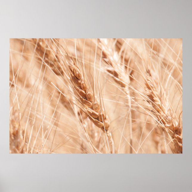 USA, Kansas, Wheat At Harvest Time Poster (Vorne)