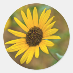 USA, Kansas. Wilde Sonnenblume Runder Aufkleber